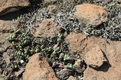 Mossia intervallaris