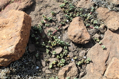 Mossia intervallaris