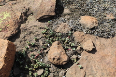 Mossia intervallaris