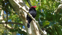 Antilophia galeata