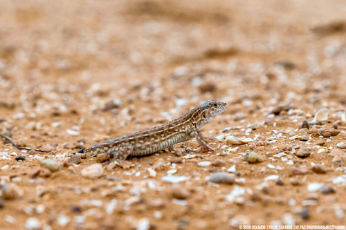 Steppe Runner