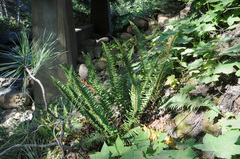 Polystichum munitum × scopulinum