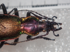 Carabus olympiae