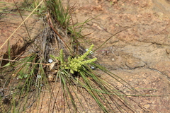 Crassula lanceolata