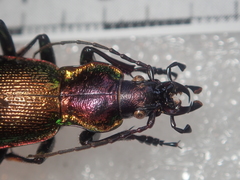 Carabus olympiae