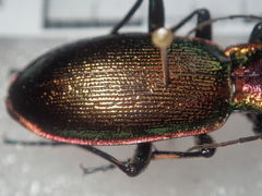 Carabus olympiae