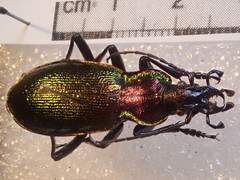 Carabus olympiae