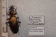 Carabus olympiae