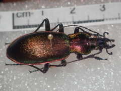 Carabus olympiae
