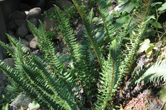 Polystichum munitum × scopulinum