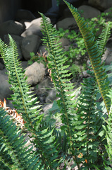 Polystichum munitum × scopulinum