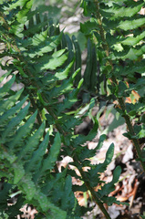 Polystichum munitum × scopulinum