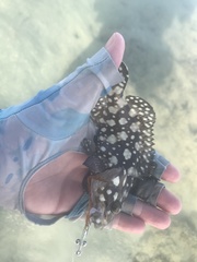 Epinephelus summana