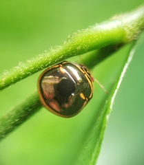 Coptosoma xanthogramma