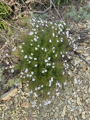 Veronica filifolia