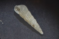 Turbonilla lactea