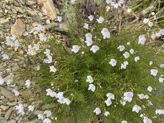 Veronica filifolia