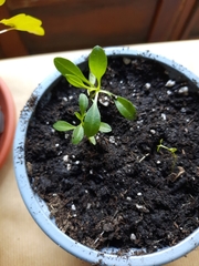 Saponaria officinalis