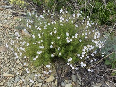 Veronica filifolia