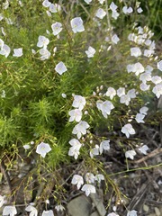 Veronica filifolia