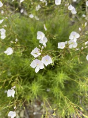 Veronica filifolia