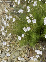 Veronica filifolia