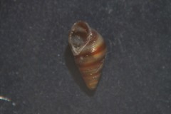 Cingula trifasciata