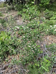 Cotoneaster tauricus