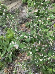 Cotoneaster tauricus
