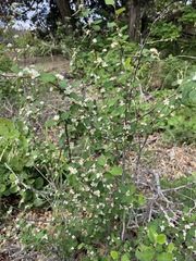 Cotoneaster tauricus