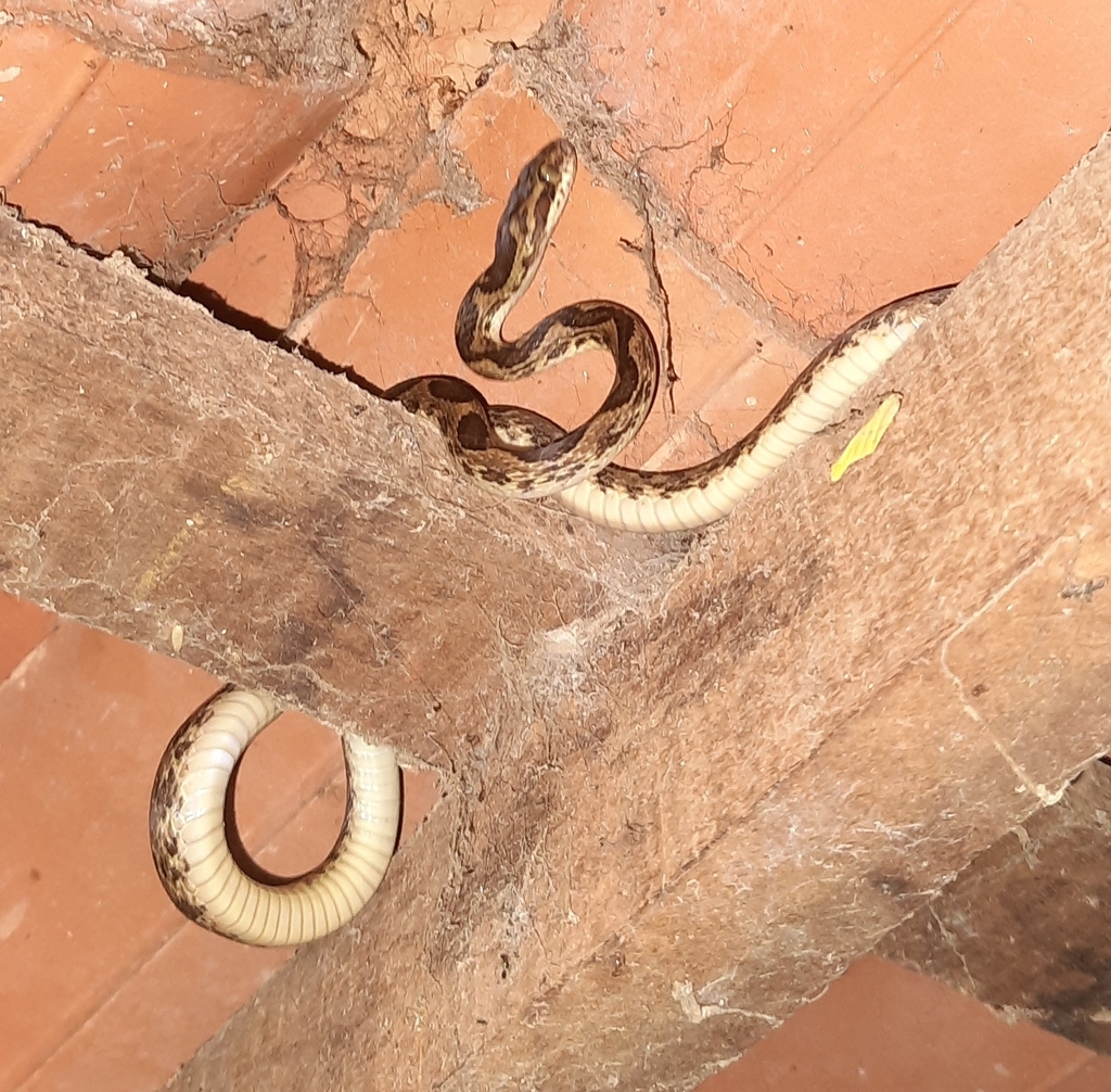 Cat-eyed Snakes