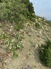 Crambe koktebelica