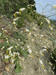 Crambe koktebelica
