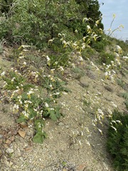 Crambe koktebelica