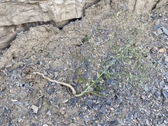 Crambe koktebelica