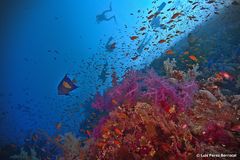 Dendronephthya hemprichi