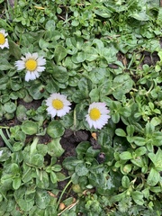 Bellis perennis