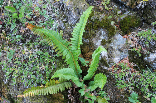 Lemmon's holly fern (Polystichum lemmonii)
