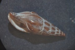 Bela