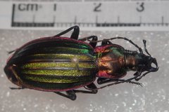 Carabus solieri