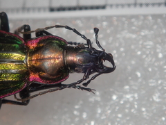 Carabus solieri