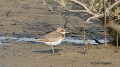 Charadrius leschenaultii