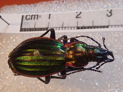 Carabus solieri