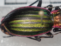 Carabus solieri