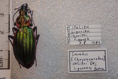 Carabus solieri