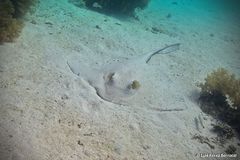 Pastinachus sephen