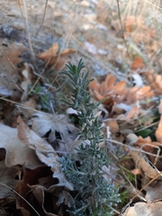 Santolina semidentata