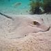Cowtail Stingrays - Photo (c) Luis P. B., some rights reserved (CC BY-NC), uploaded by Luis P. B.
