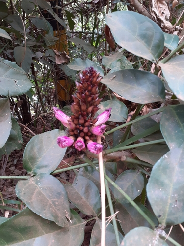 Newbouldia laevis