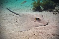 Pastinachus sephen